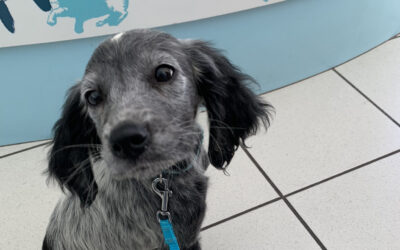 Les erreurs les plus fréquentes en éducation canine (et comment les éviter)